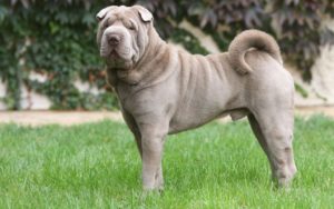 Raça Shar Pei