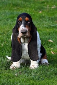 Raça Basset Hound