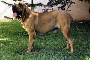 Raça Fila Brasileiro