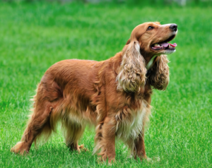 Raça Cocker Spaniel