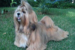 Raça Lhasa Apso