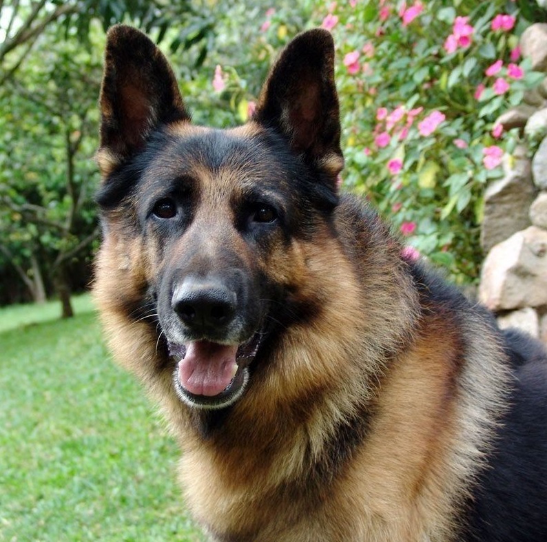 Raças de cachorro: Pastor Alemão, Artigos