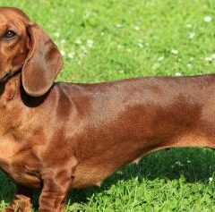 Raça Dachshund