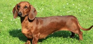 Raça Dachshunds