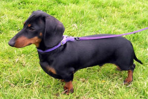 Raça Dachshund