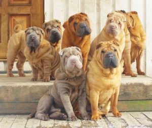 Raça Shar Pei