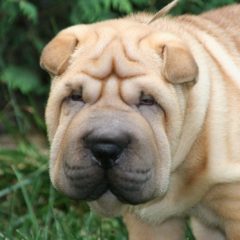 Raça Shar Pei