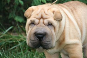 Raça Shar Pei