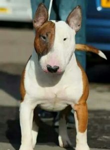 Raça Bull Terrier