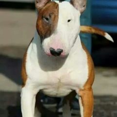 Raça Bull Terrier