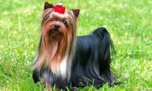 Raça Yorkshire Terrier