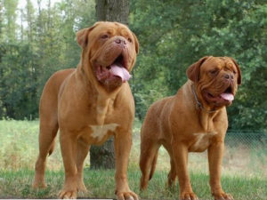 Raça Dogue de Bordeaux