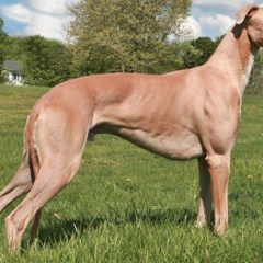 Raça Greyhound