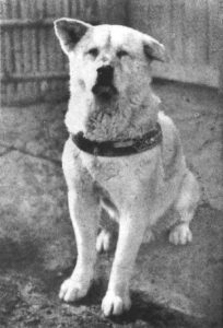 Raça Akita