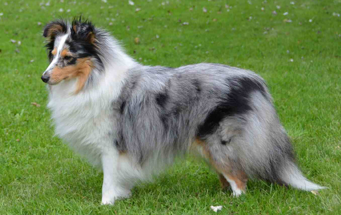 Raça Collie (Lassie)