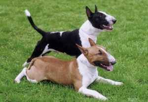 Raça Bull Terrier