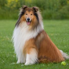 Raça Collie (Lassie)