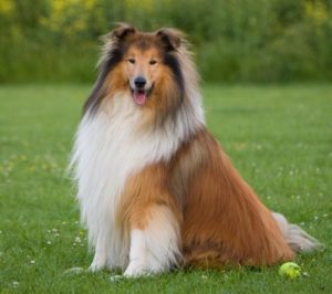 Raça Collie (Lassie)