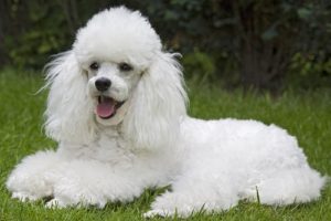 Raça Poodle