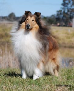 Raça Collie (Lassie)