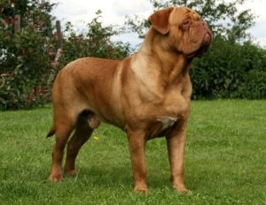 Raça Dogue de Bordeaux