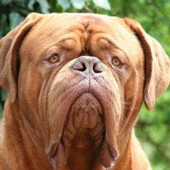 Raça Dogue de Bordeaux