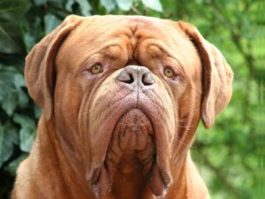 Raça Dogue de Bordeaux