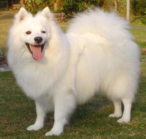 Spitz Japonês 