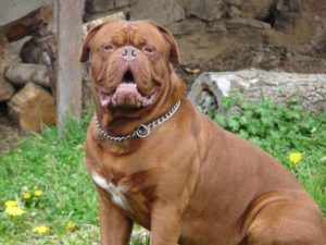 Raça Dogue de Bordeaux