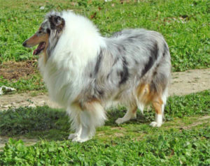 Raça Collie (Lassie)