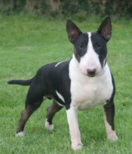 Raça Bull Terrier