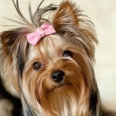 Raça Yorkshire Terrier