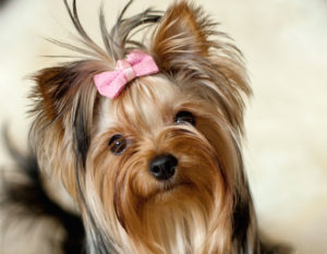 Raça Yorkshire Terrier