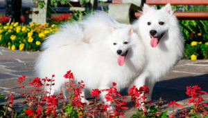 Spitz Japonês 