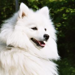 Cachorro Spitz Japonês