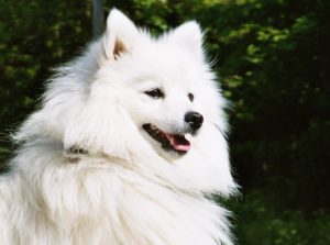 Spitz Japonês 