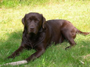 Cachorro da raça Labrador