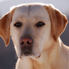 Cachorro da Raça Labrador