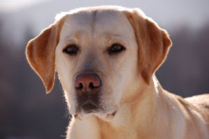 Cachorro da raça Labrador