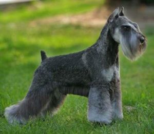 Schnauzer Miniatura