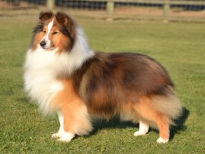 Raça Pastor de Shetland (Sheltie)