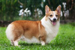 Corgi Pembroke