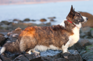 Corgi Cardigan