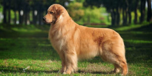 Raça Golden Retriever