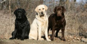 Cachorro da raça Labrador