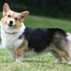 Corgi Pembroke