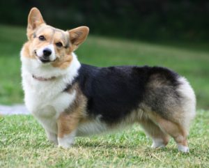 Corgi Pembroke