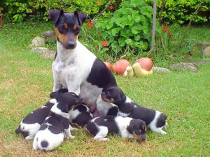 Raça Fox Paulistinha