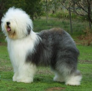 Cachorro Old English Sheepdog