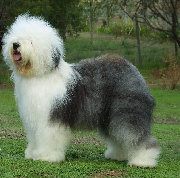 Old English Sheepdog - Saúde Animal